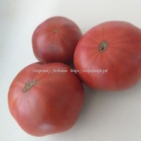 Чёрноплодные томаты - Огородик с Любовью